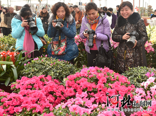 石家庄肖家营花卉休闲观光基地鲜花销售日渐火爆