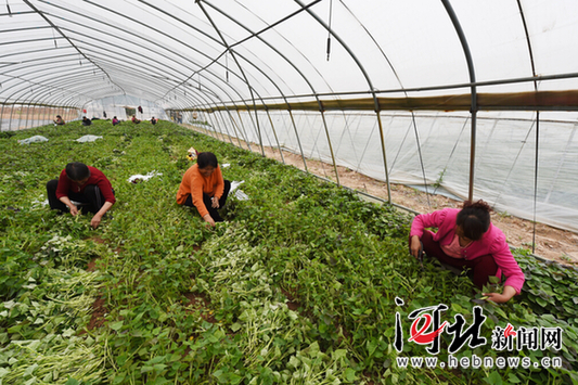 磁县建全国最大的脱毒甘薯种薯、种苗生产单位