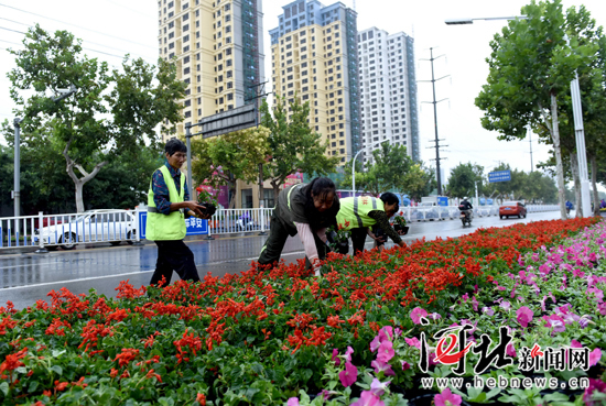 邢台摆放花卉迎接国际公路自行车赛（图）