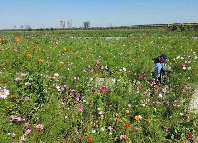 石家庄滹沱河“花式”迎国庆 景象壮观登新闻联播