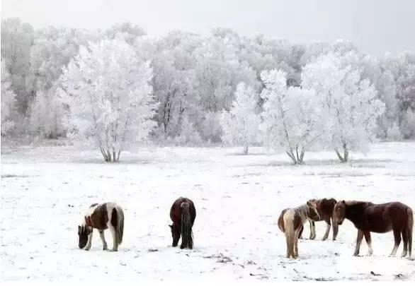 美如仙境！一大波草原天路雪景图刷爆朋友圈