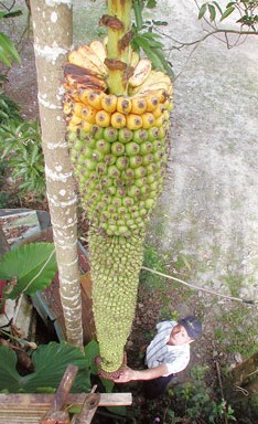 吓死人的巨型植物