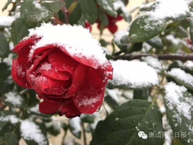 你那里下雪了吗？河北多地迎来今年入冬第一场雪